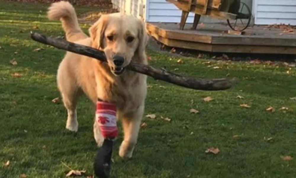 Εκ γενετής ανάπηρο κουταβάκι χαίρεται τη ζωή με καινούριο βιονικό πόδι